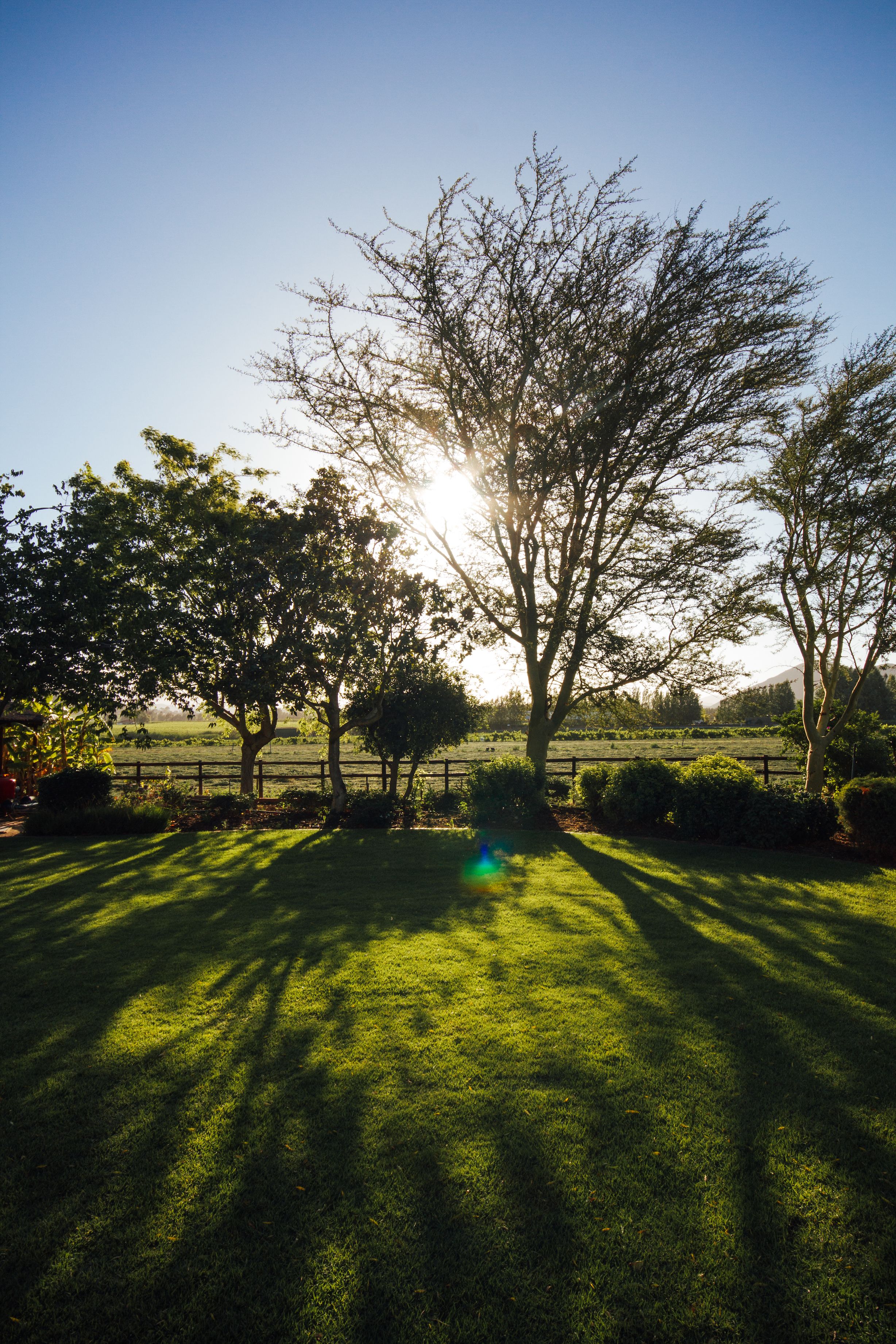 A grassy area with trees and a fence.