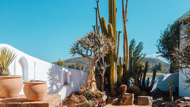 Una piscina rodeada de cactus y plantas del desierto, con un muro blanco y una montaña al fondo.