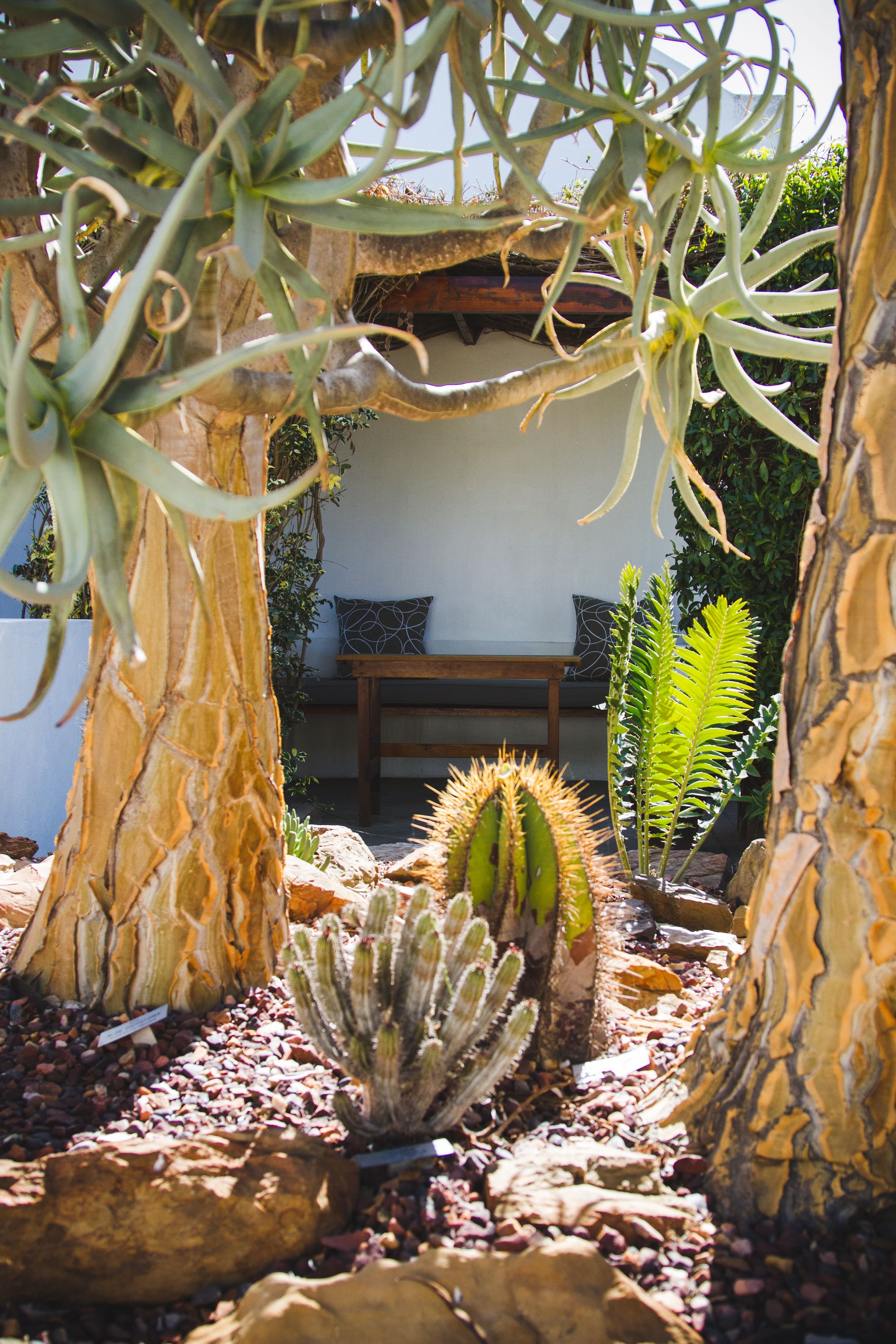 Een cactustuin met verschillende cactussen en een houten bankje.