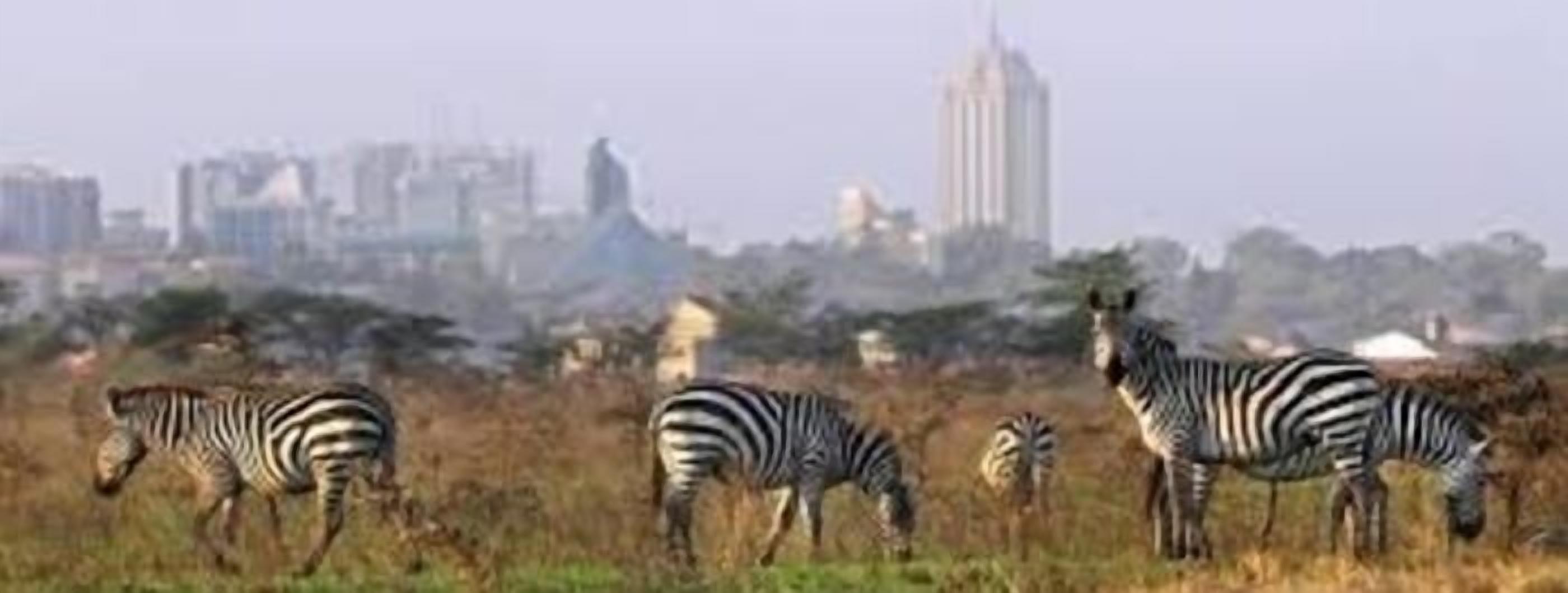 Zebras grazing in a field with a city skyline in the background.