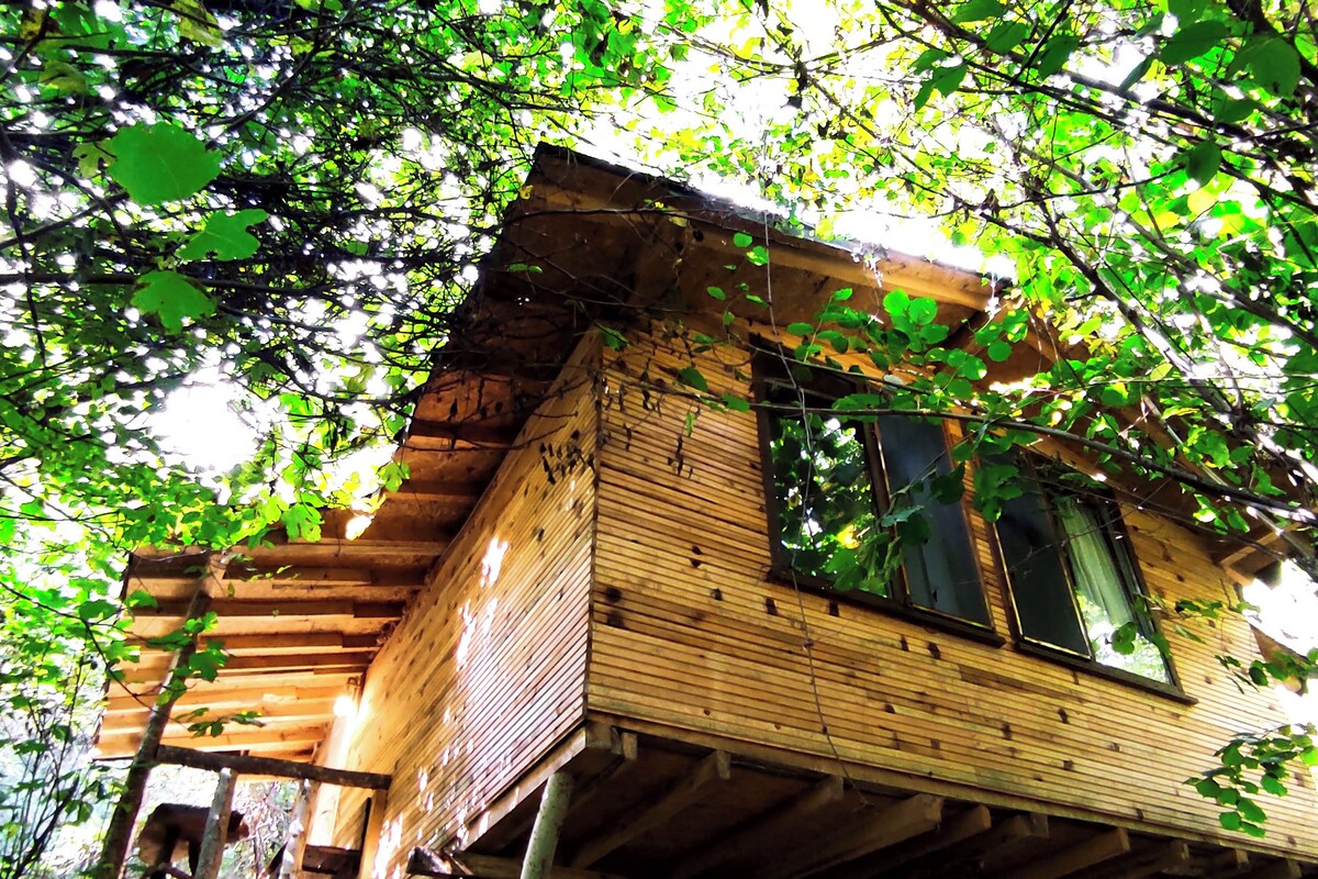 Una cabaña de madera con techo inclinado, integrada en una zona boscosa.