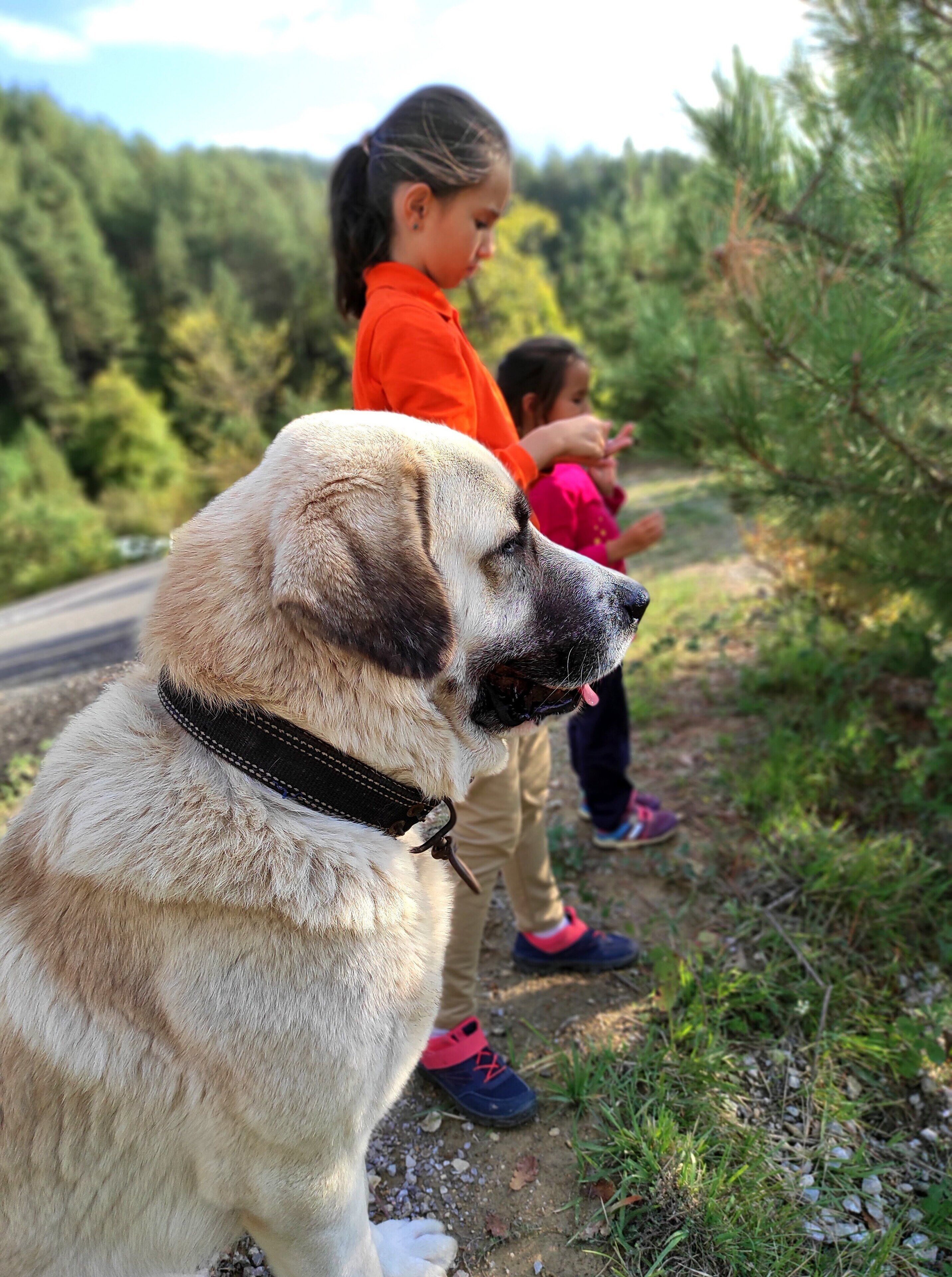 Un perro sentado al borde de la carretera, con un bosque al fondo.