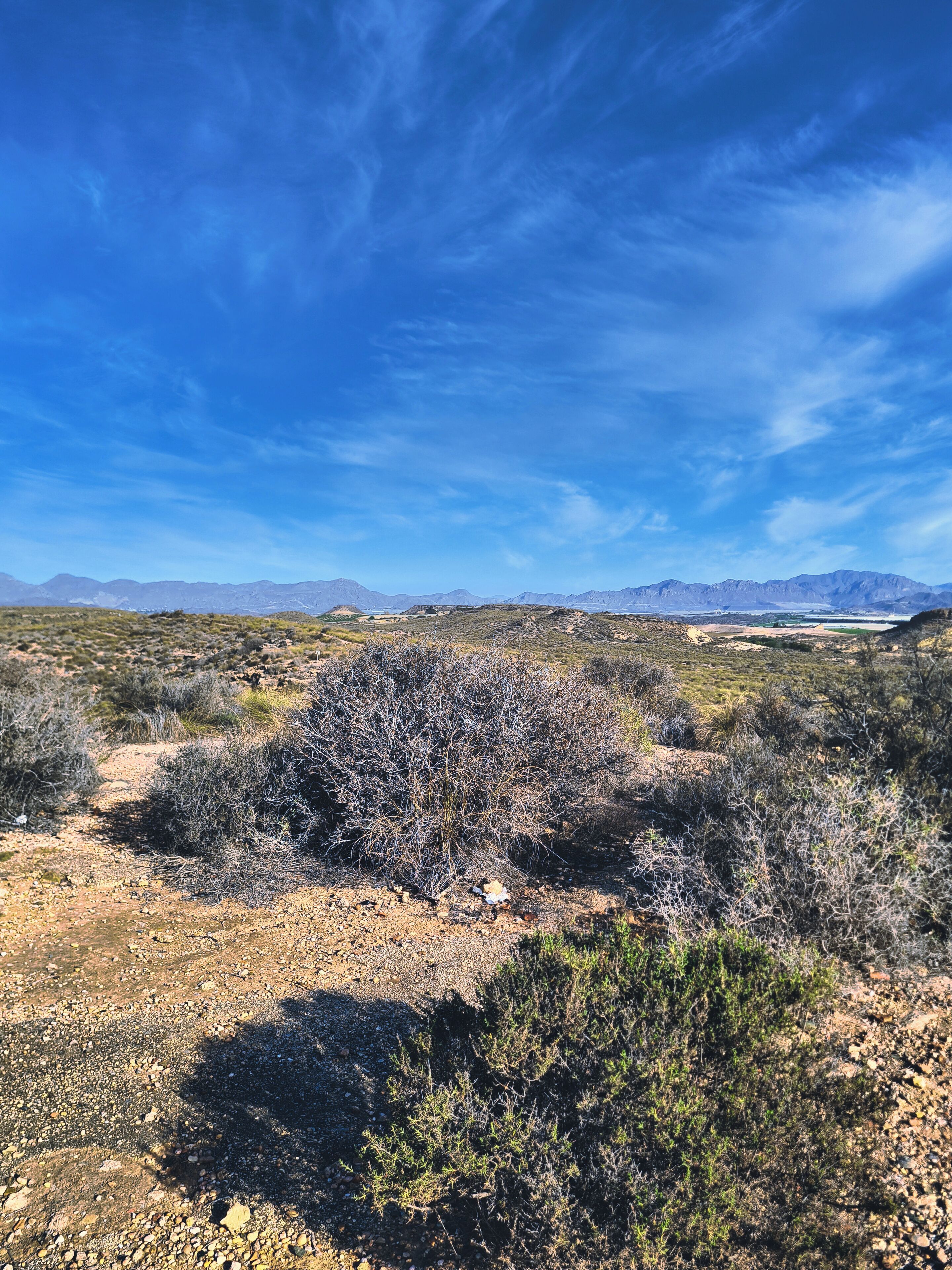 A desert landscape with sparse vegetation and distant mountains under a clear sky.