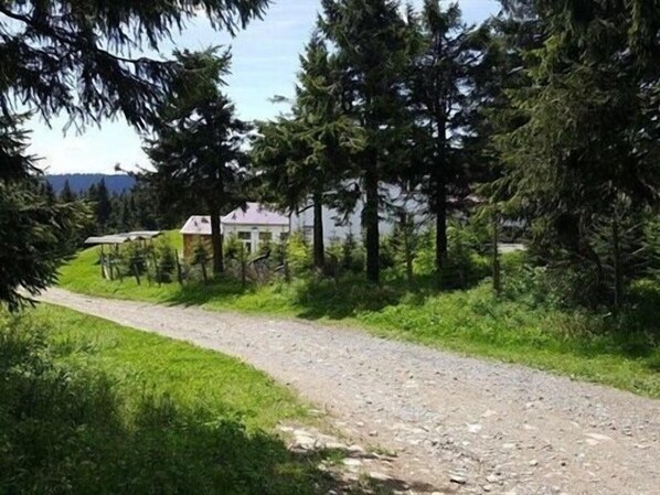 A gravel path leading to a white building surrounded by dense evergreen trees. - Fichtelberghütte (Oberwiesenthal)