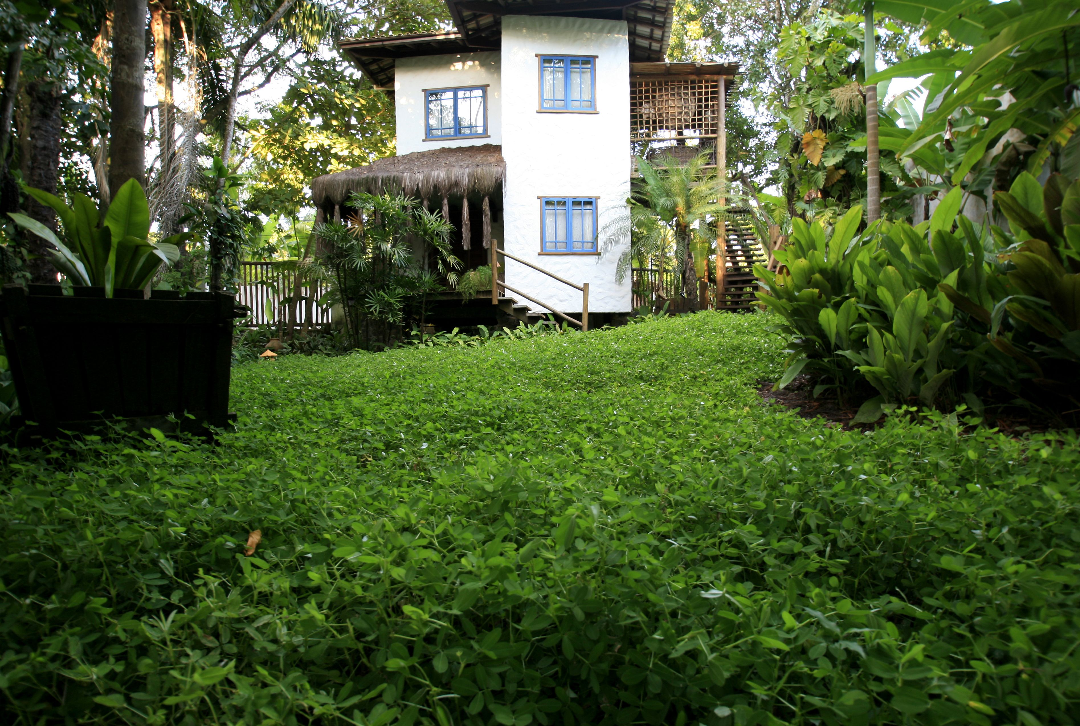 Um jardim exuberante com um edifício branco, janelas azuis e uma estrutura de telhado de palha.