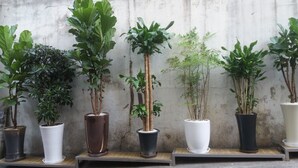 Una hilera de macetas con plantas sobre estantes de madera frente a un muro de concreto.