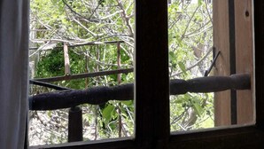 A window with a view of a tree with green leaves and a wooden fence. - Arifbey Konak Hotel (Safranbolu)