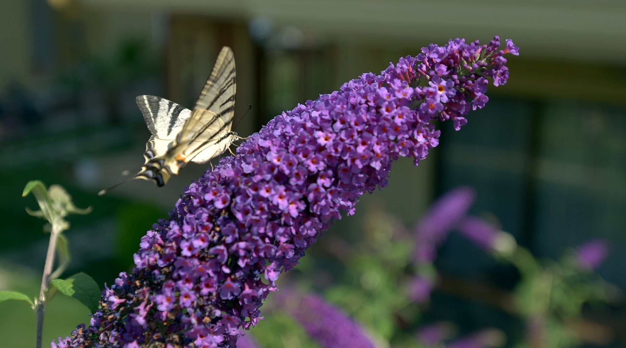 A butterfly on a purple flower.