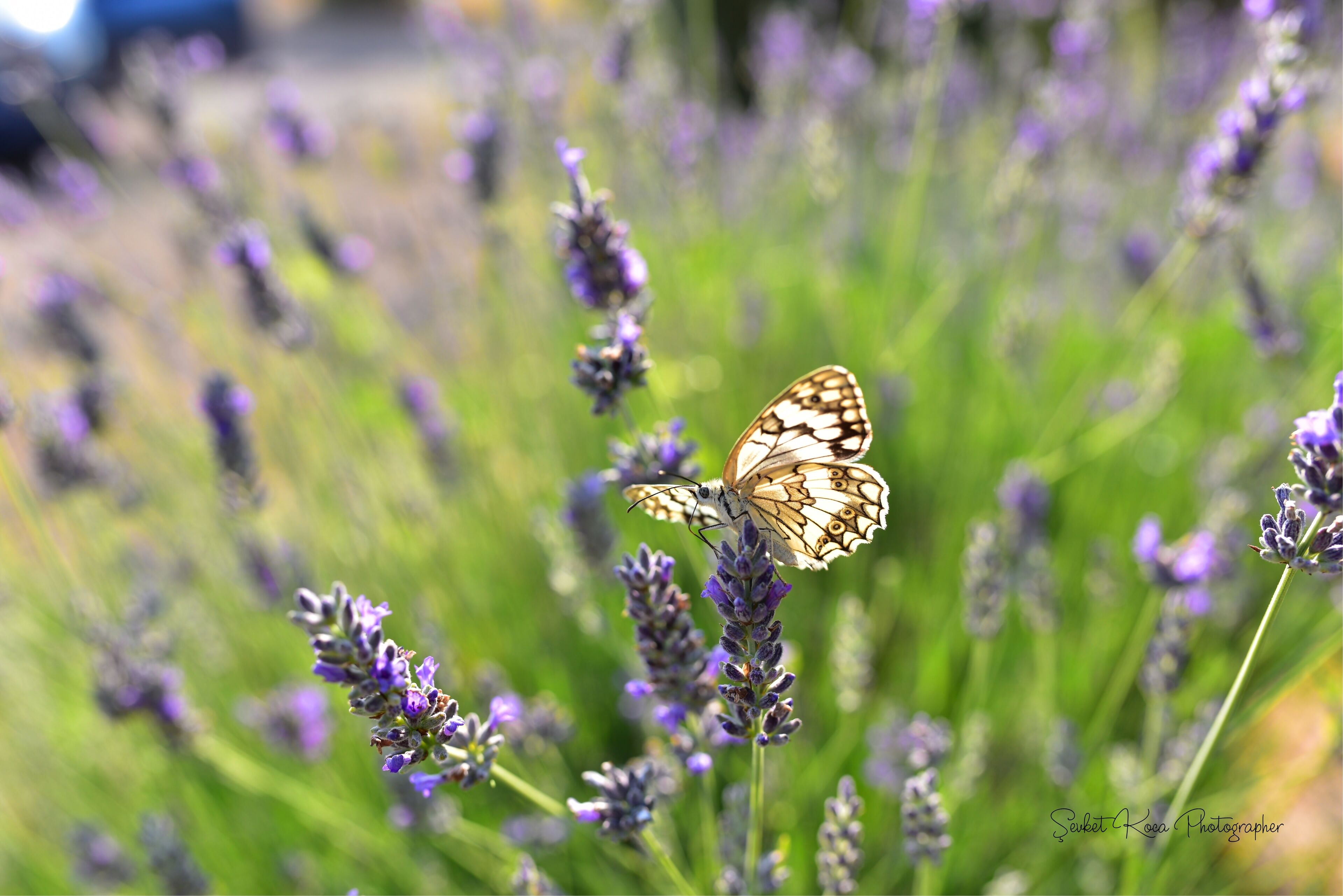 A butterfly on lavender flowers.