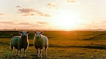Two sheep in a grassy field with a sunset in the background.
