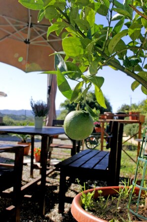Balcony - Serendipity House B&B (Terranuova Bracciolini)
