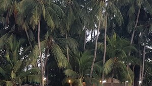 A beachfront restaurant with outdoor seating, surrounded by palm trees, and a thatched-roof structure in the background. - Hotel La Palapa (Tamarindo)