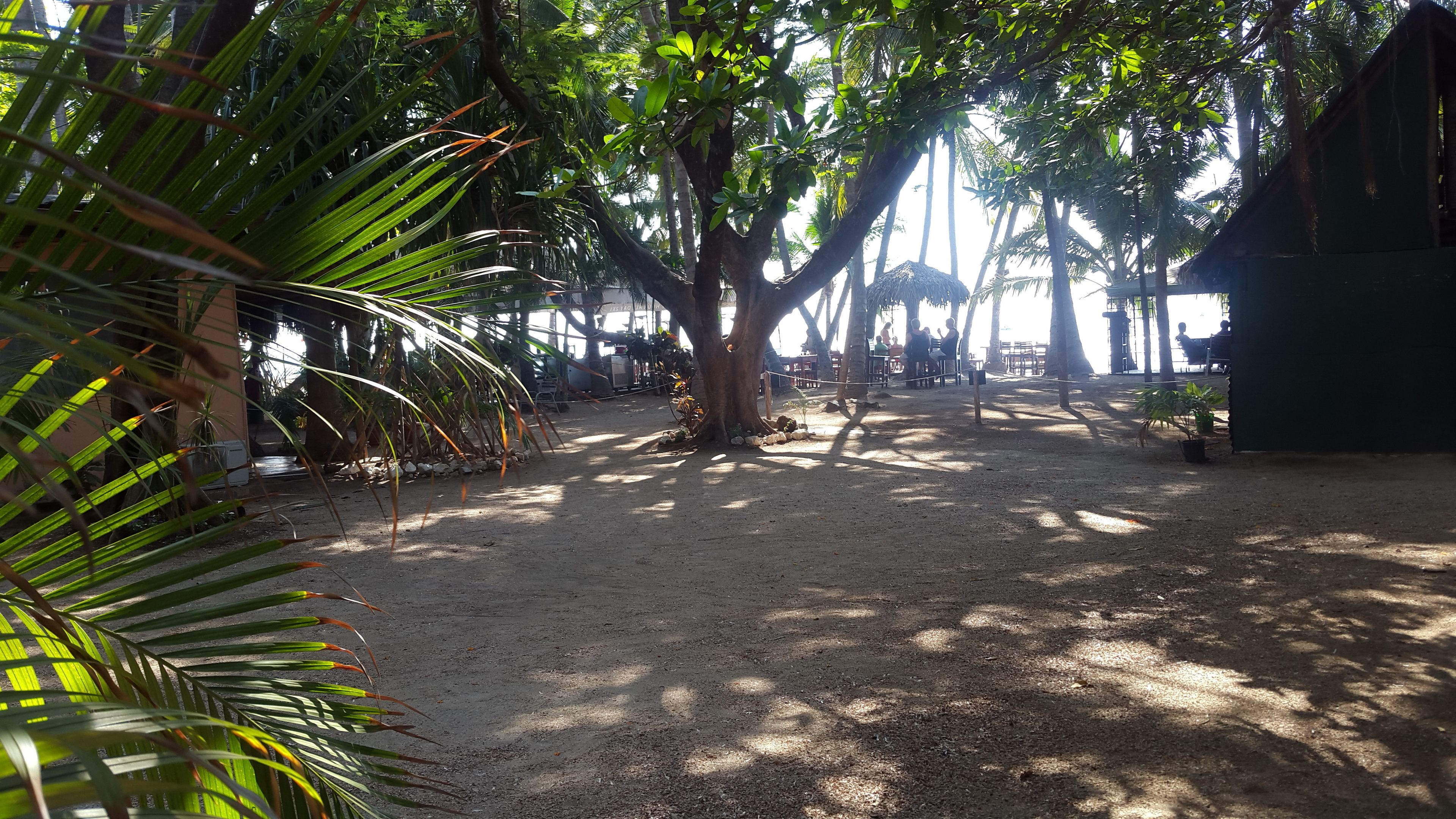 A shaded outdoor area with a large tree, a dirt ground, and a building in the background.
