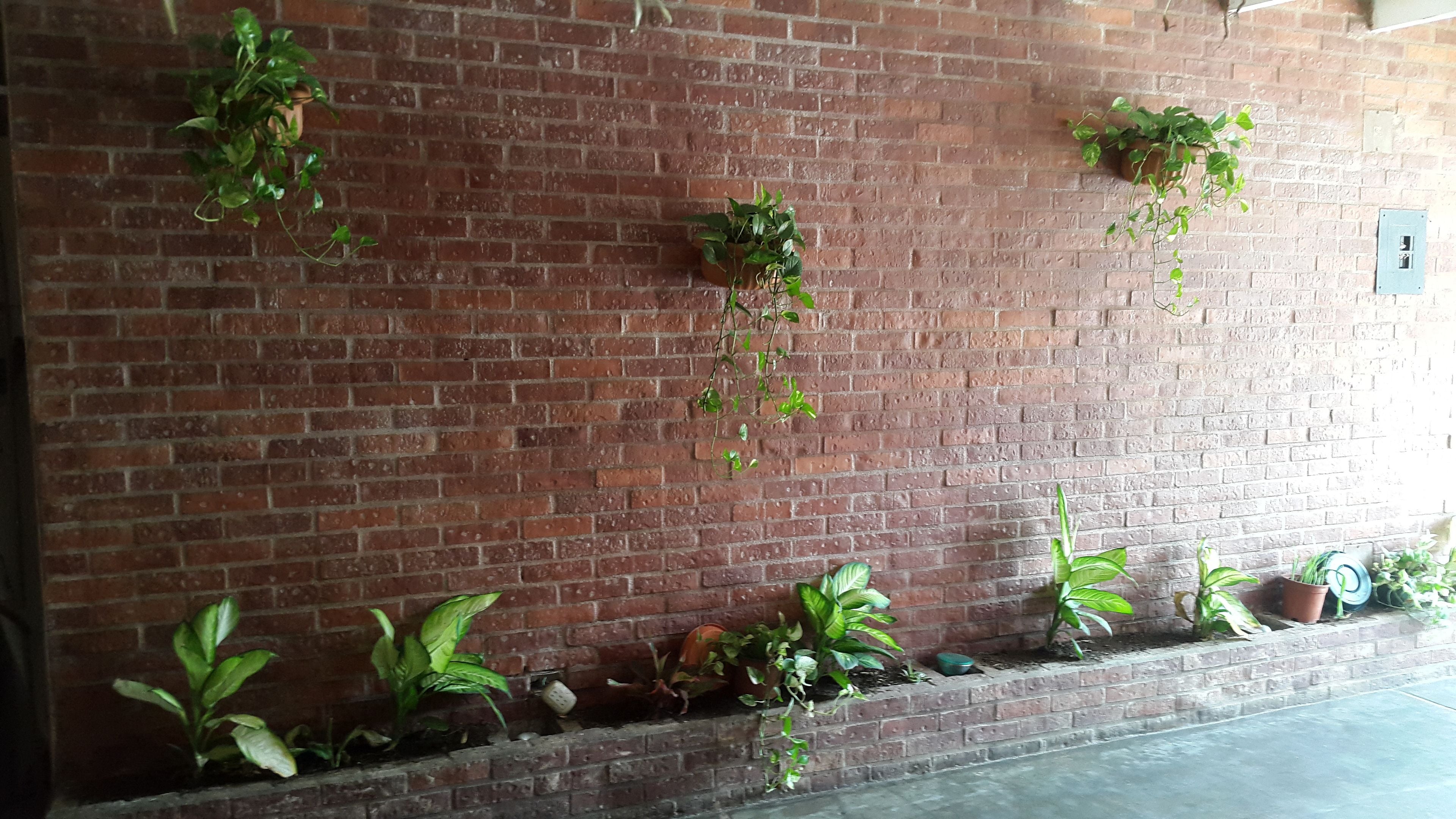 Paredes de tijolos com plantas em vasos dispostas em diferentes alturas.