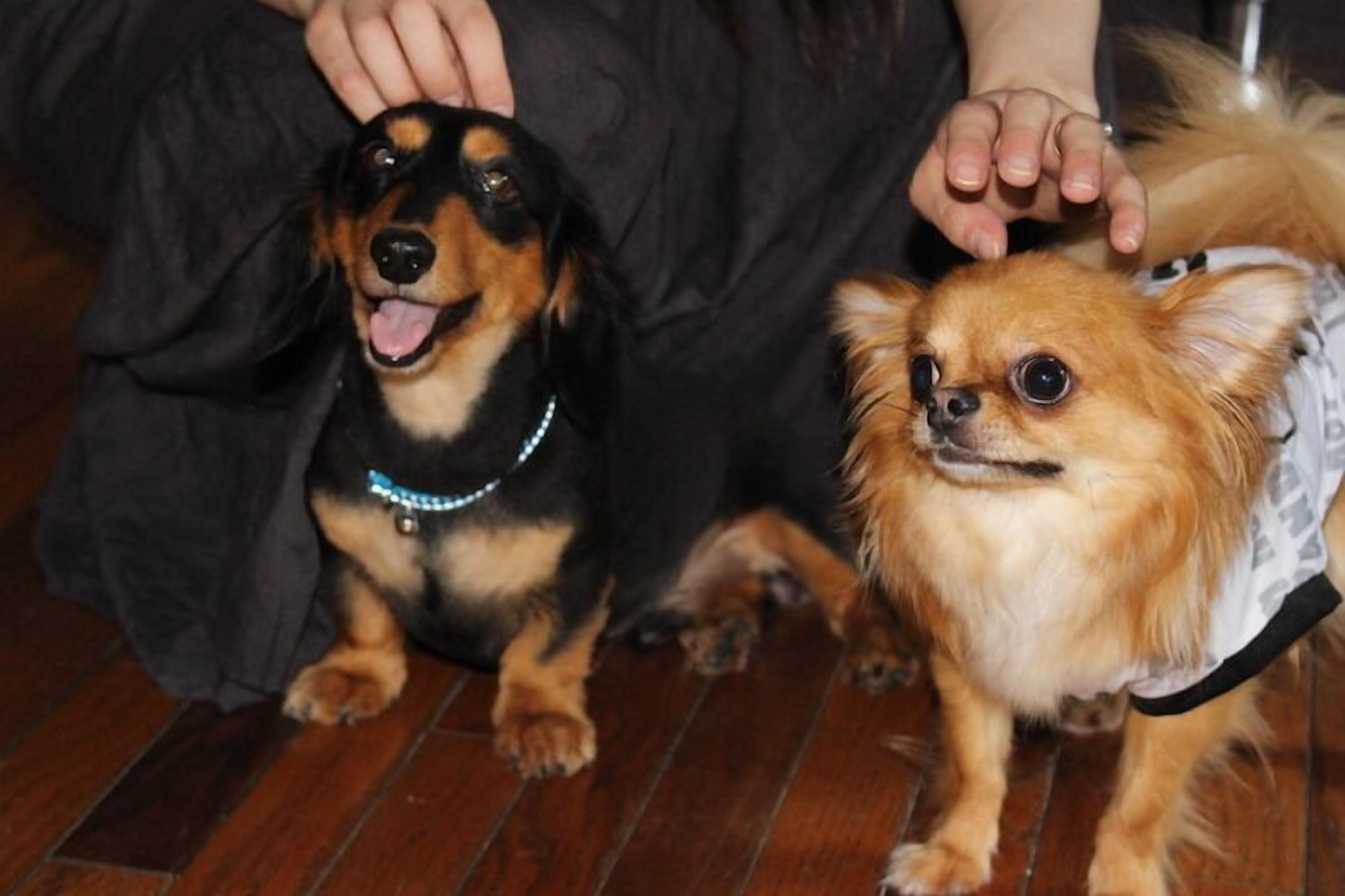 Two dogs sitting on a wooden floor.