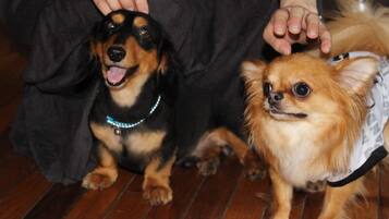 Two dogs sitting on a wooden floor.