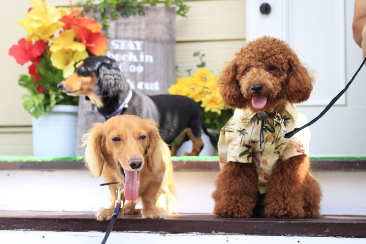 Three dogs sitting on a porch with a sign that reads "STAY here in 5:00".