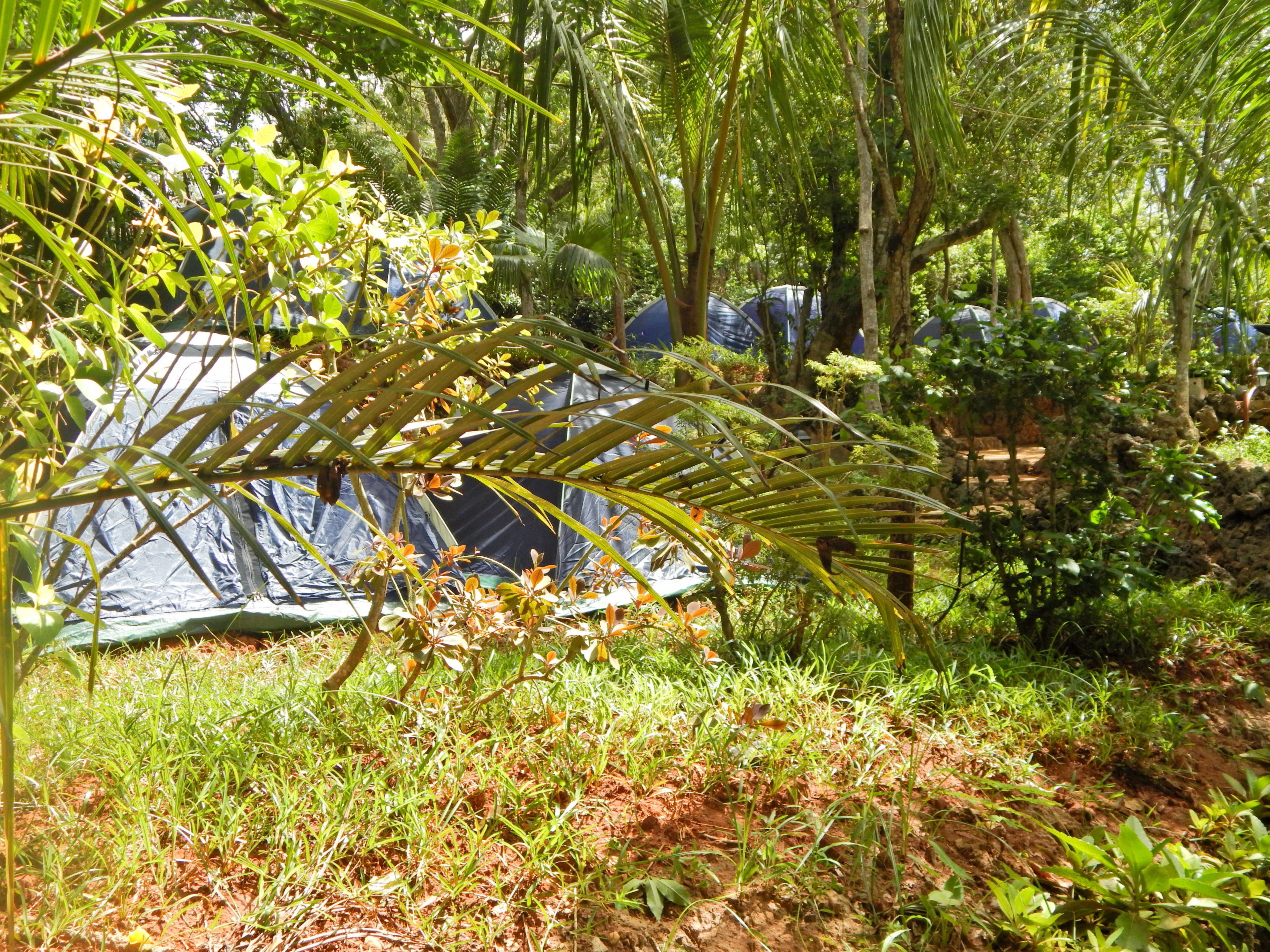 A tent set up in a lush, green outdoor area with dense foliage and trees in the background.