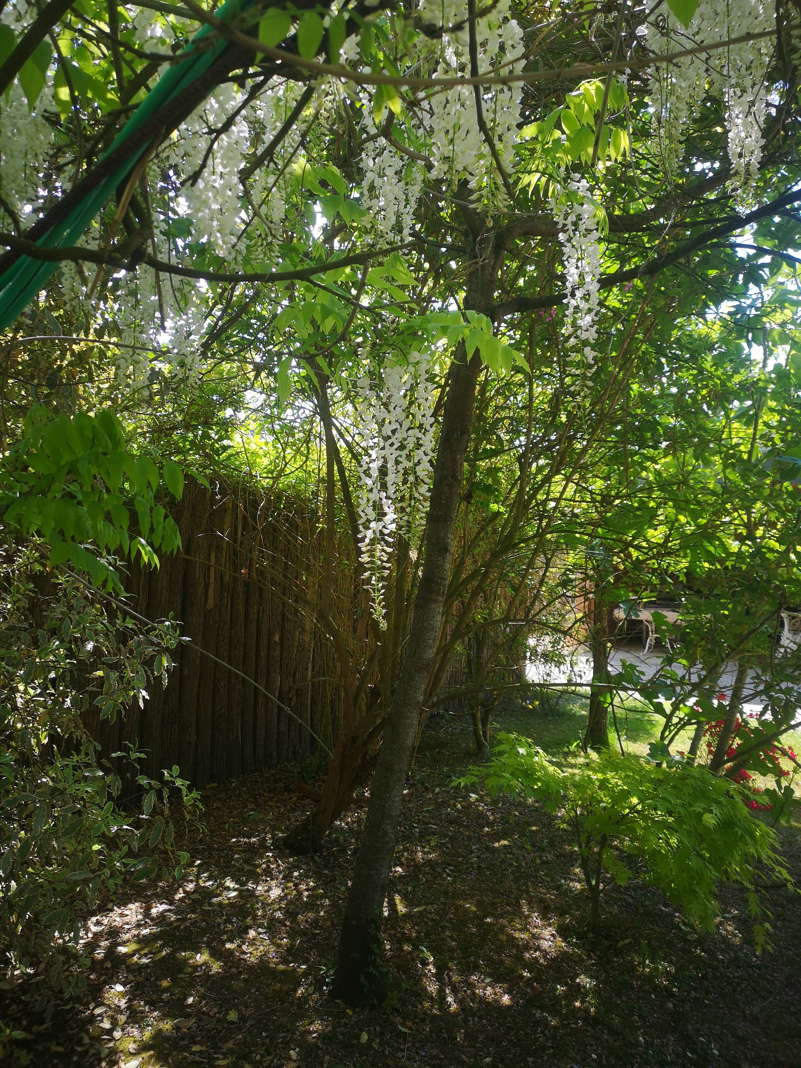 Un jardin entouré d’une clôture en bois, un arbre aux fleurs blanches pendantes et un sentier recouvert de feuilles.