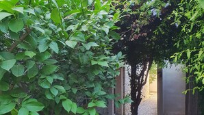 A garden with a gravel path, green foliage, and flowering plants. - Cassiopeia Hotel Alacati (Cesme)