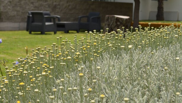 A building with a modern architectural style, a grassy area with a tree, and outdoor seating. - HS Hotel (Tepeapulco)