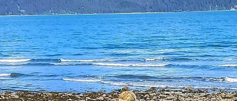 A person sitting on a rocky shore with a painting, facing a lake with mountains in the background.
