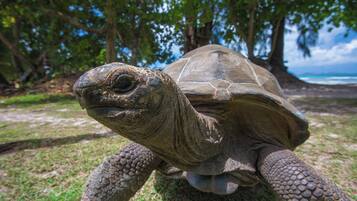 Una gran tortuga en un área cubierta de pasto, con árboles y una playa al fondo.