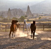 A group of horses running on a dirt path with rocky formations in the background.