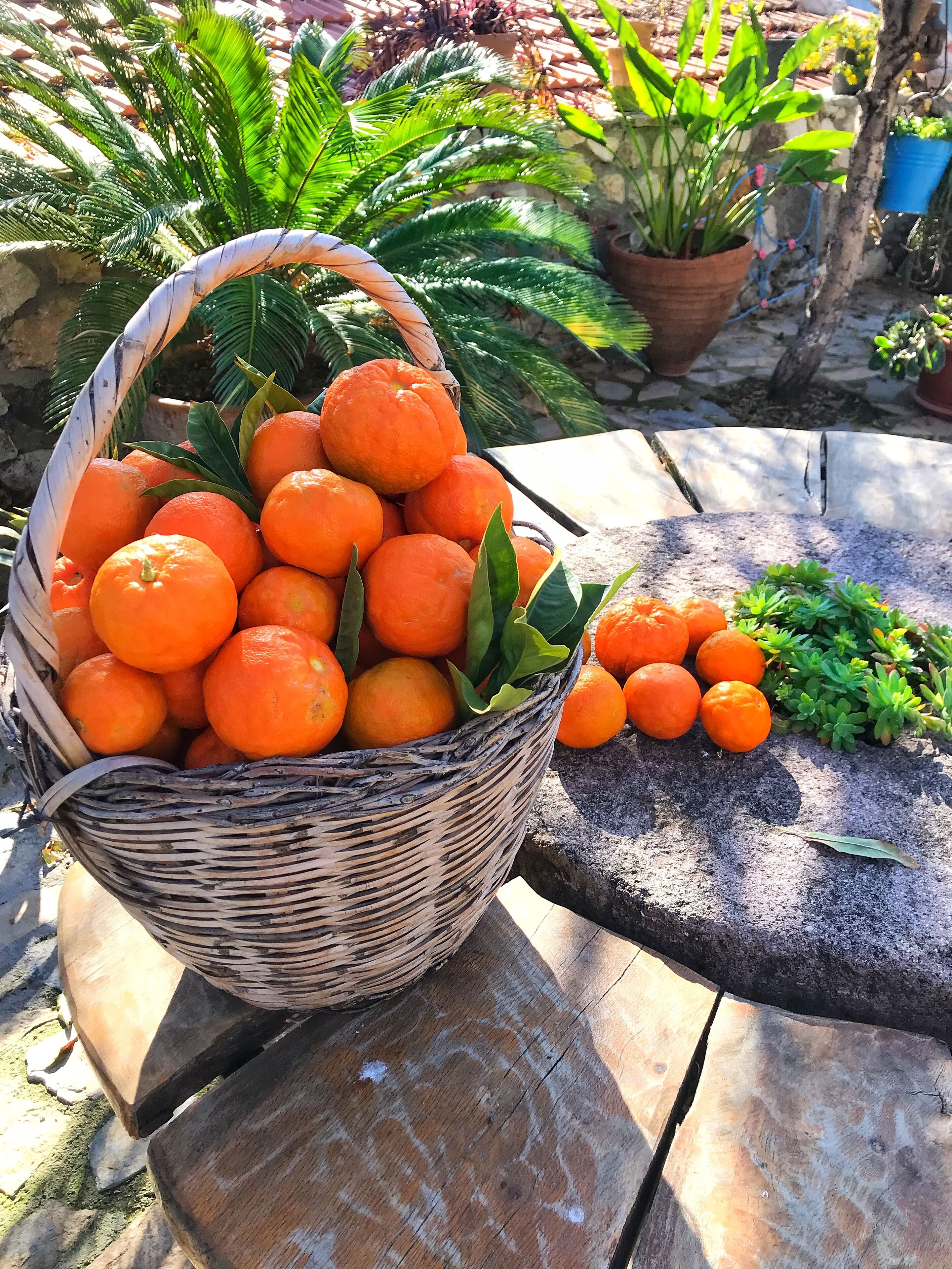 En fletkurv fyldt med appelsiner placeret på et træbord udendørs, omgivet af krukker med planter.