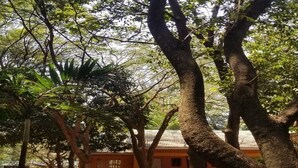 A courtyard with large trees, a building with a tiled roof, and a clear sky. - Mountainview Backpackers Kisumu (Kisumu)