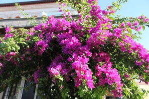 Garden - Cocopalm Boutique Hotel Alaçatı (Cesme)
