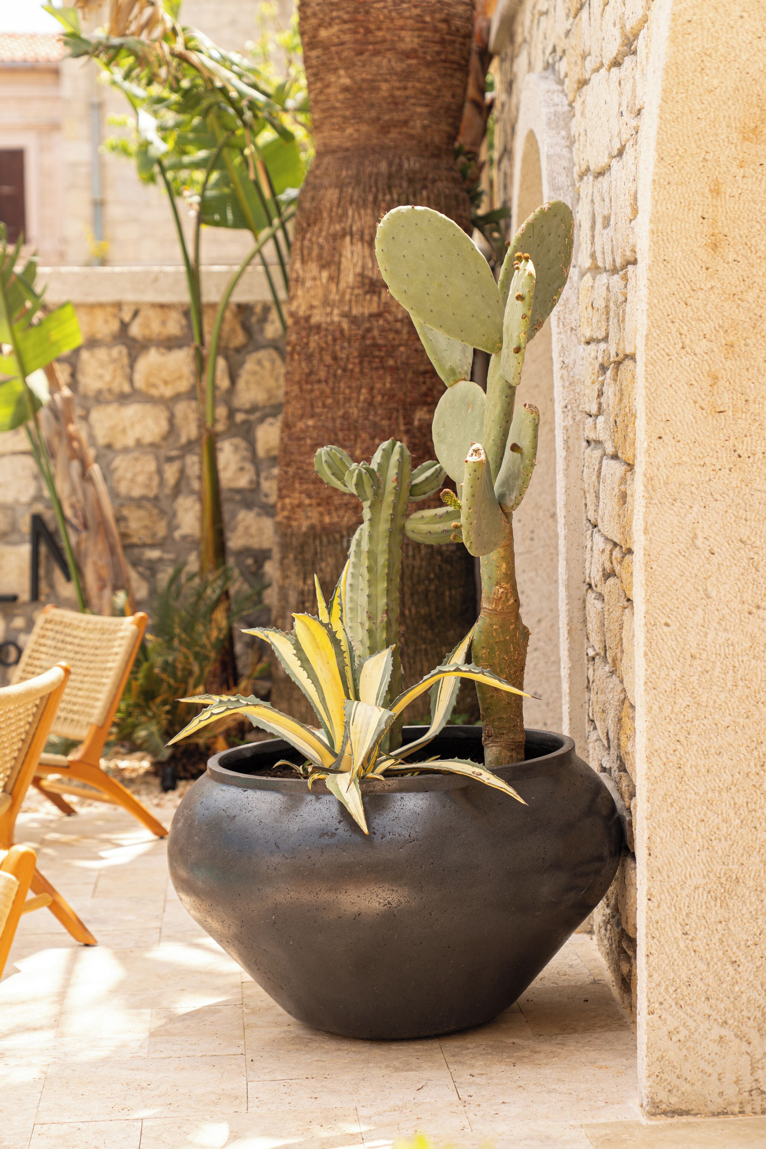 A potted cactus in a black pot, a wicker chair, and a stone wall.