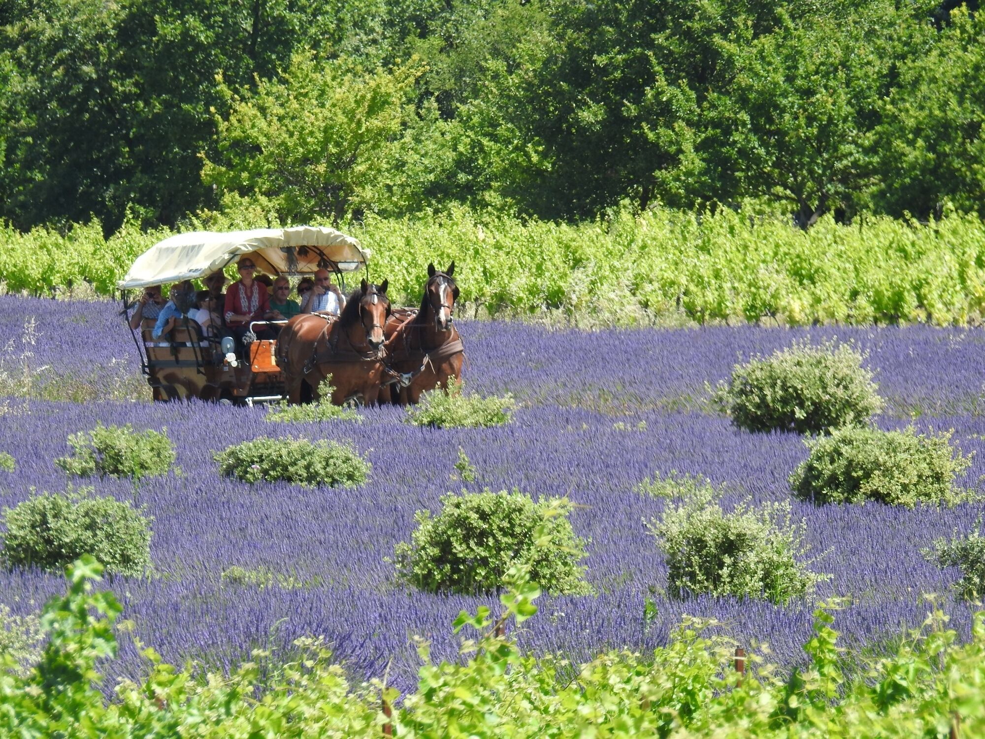 children’s activities