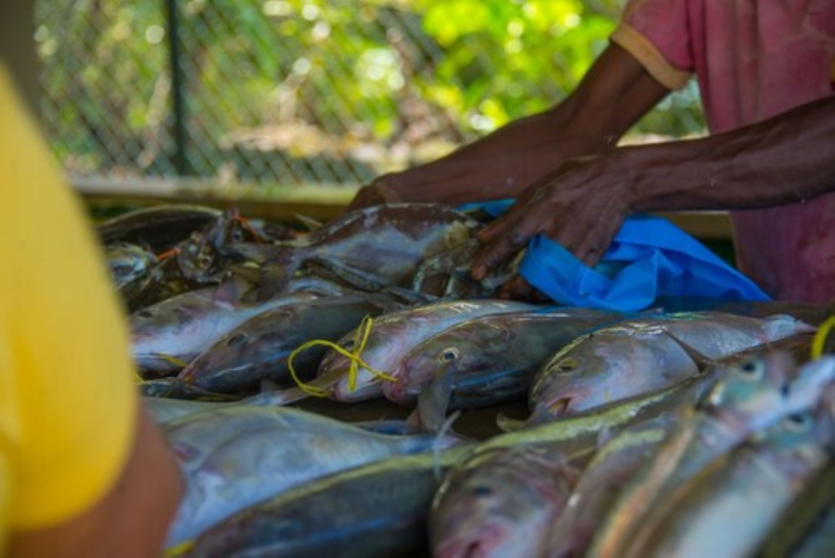A person handling multiple fish at a market.