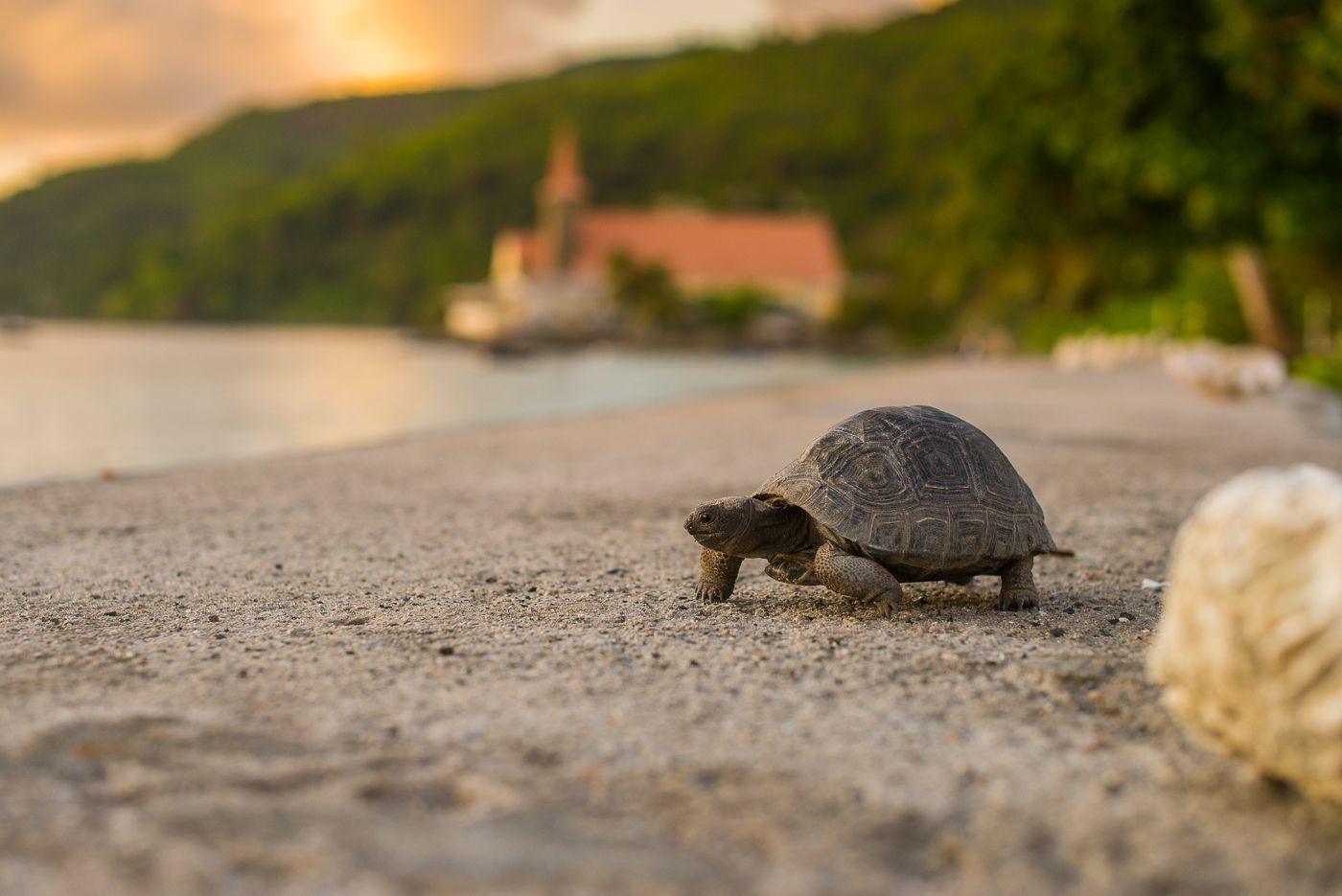 Eine Schildkröte am sandigen Strand, im Hintergrund Wasser und Grünpflanzen.