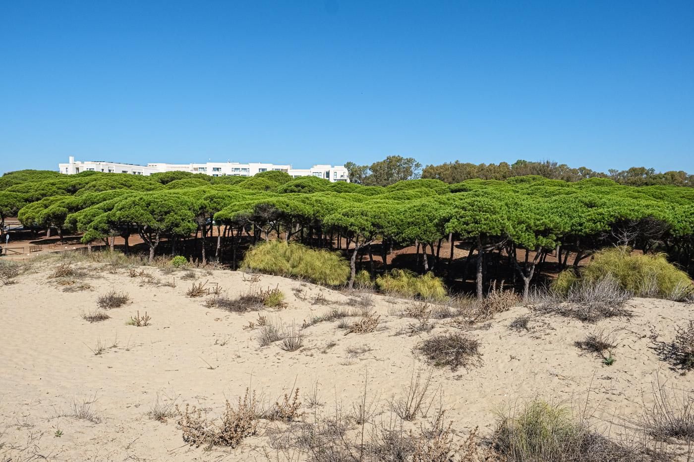 Een zandrijk landschap met rijen groene bomen en een wit gebouw op de achtergrond.