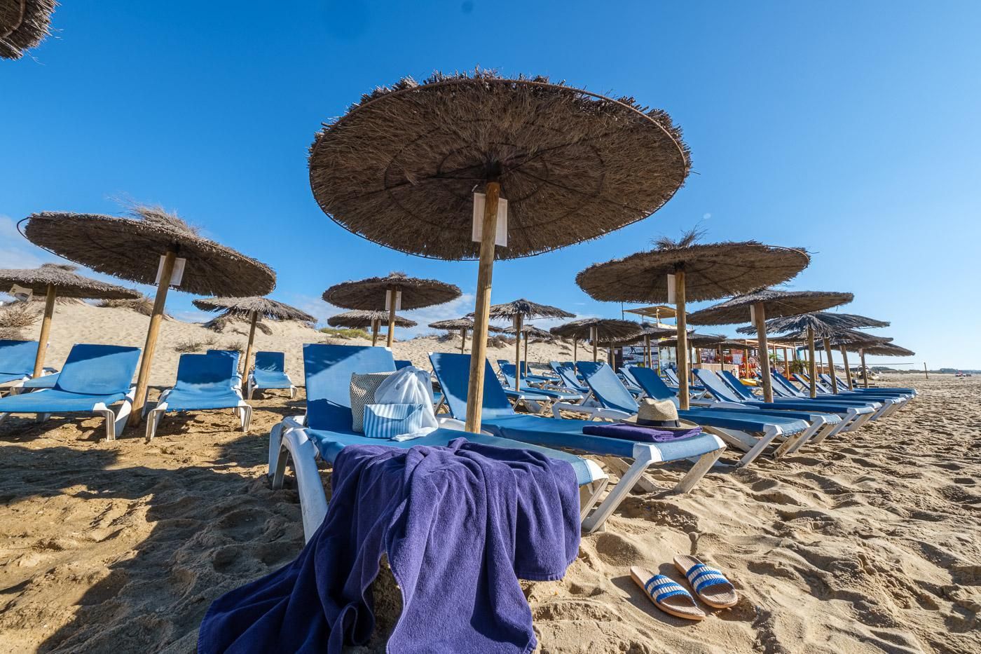 Una playa con hileras de sillas azules y sombrillas de paja.