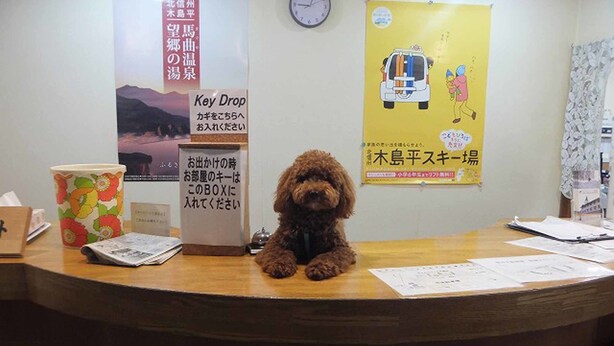 A reception desk with a brown dog sitting on it, surrounded by various items including a clock, posters, and documents. - Hotel Chene Kijimadaira (Kijimadaira)