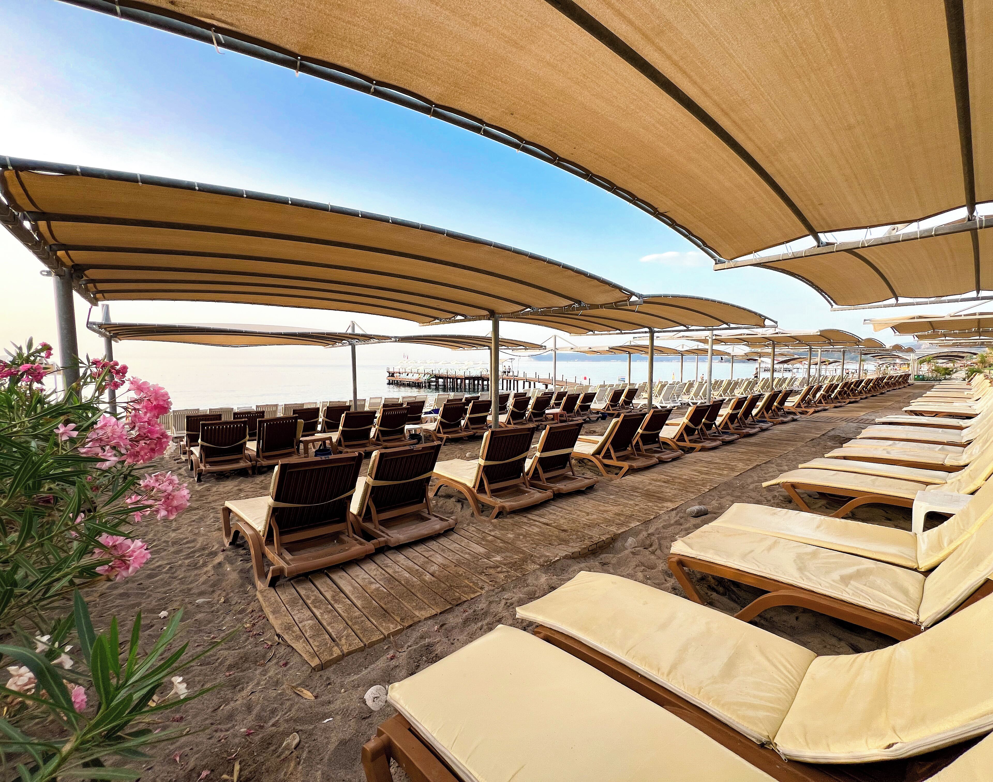 A beachside lounge area with rows of wooden lounge chairs under large beige umbrellas, a sandy walkway, and pink flowers in the foreground.