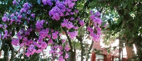 Jardin