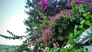 Un jardín con setos verdes exuberantes y un árbol con flores rosadas.