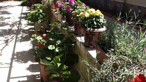 A row of potted plants and flowers along a building's exterior wall. - Besik Hotel (Fethiye)