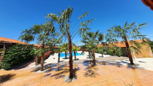 Un espace aménagé au bord de la piscine, avec des palmiers et un ciel d’un bleu limpide.