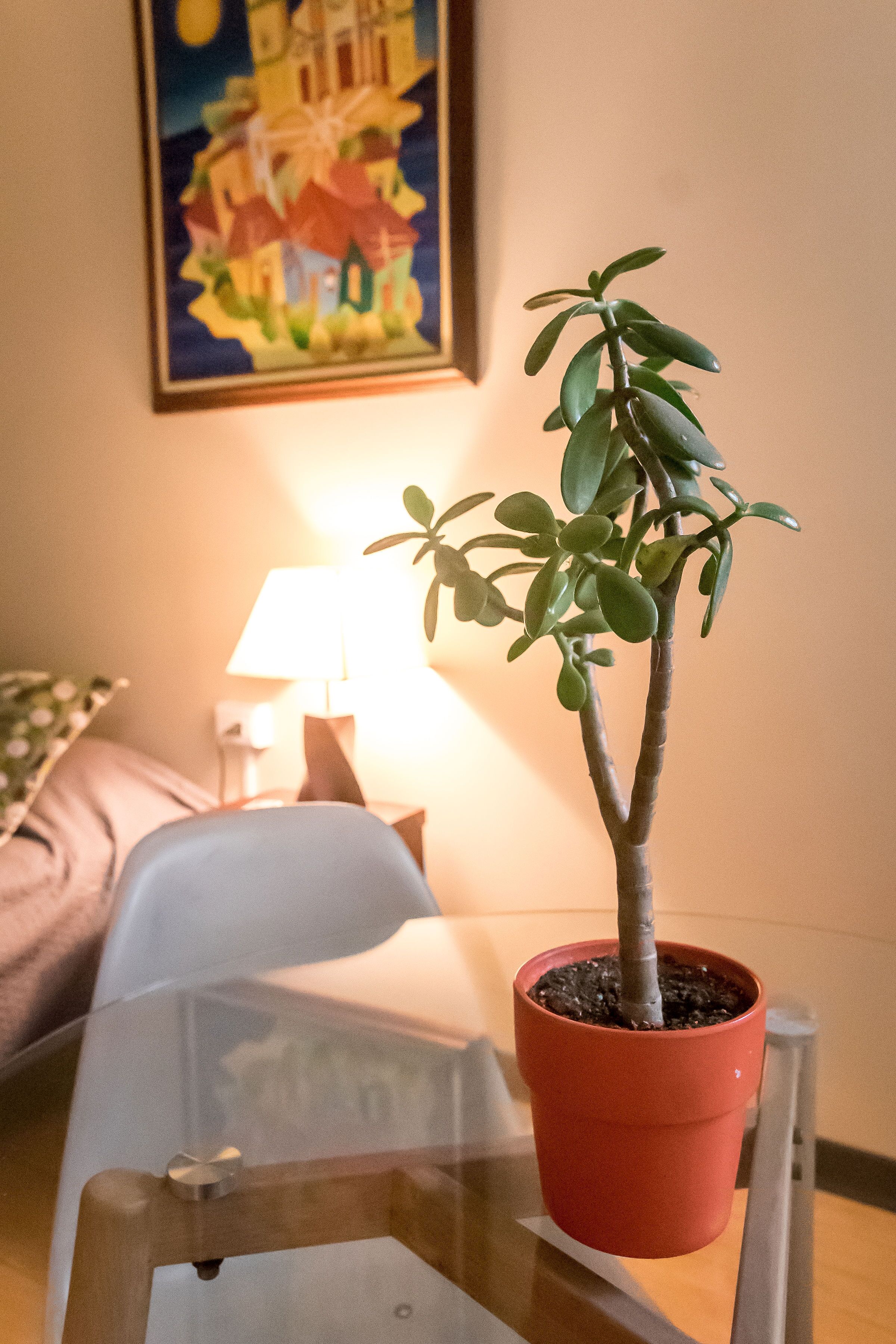 A potted plant on a glass table with a lamp in the background.
