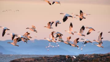 Un vol d’oiseaux survole un paysage rocheux, avec des montagnes en arrière-plan.
