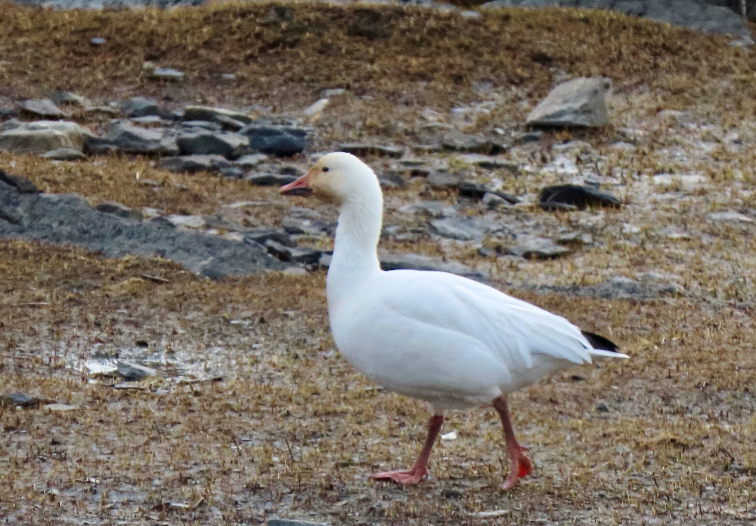 Un oiseau blanc aux pieds rouges, perché sur un terrain rocheux et herbeux.