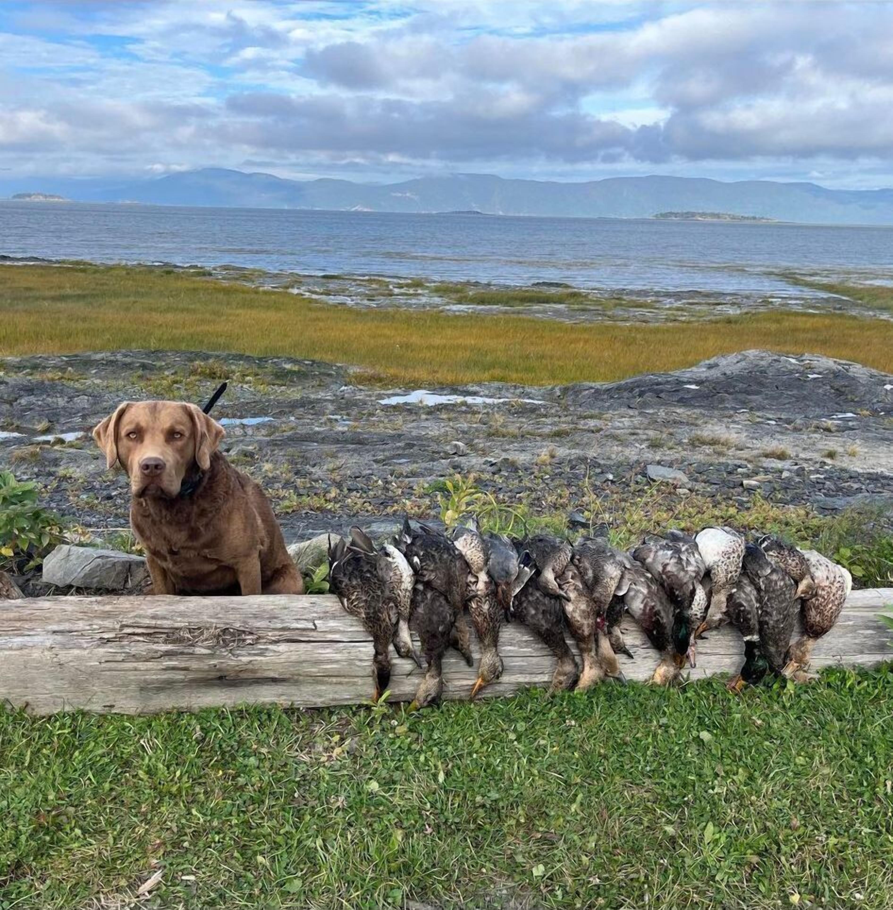 A dog sitting on a log with a flock of ducks in the background.