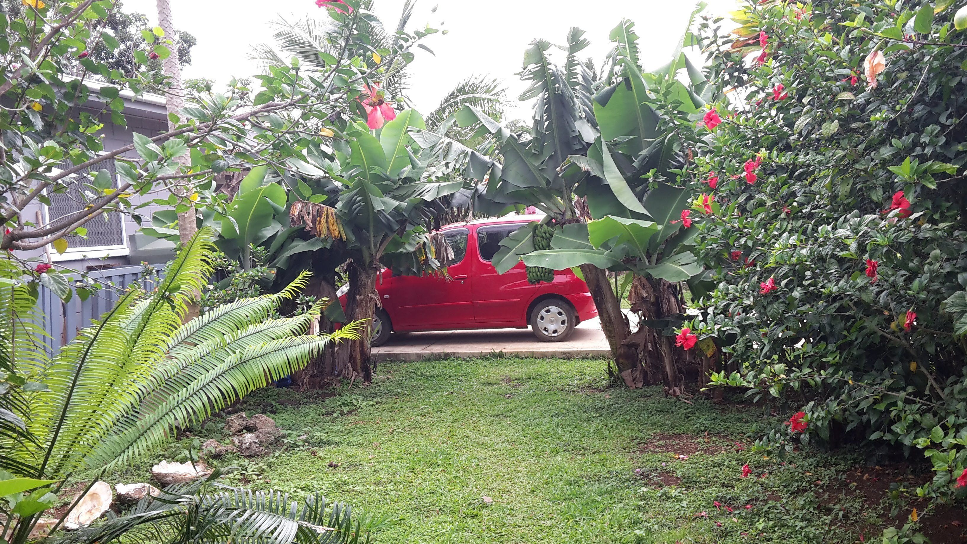 Een rode auto geparkeerd in een weelderige tuin met verschillende planten en bomen.