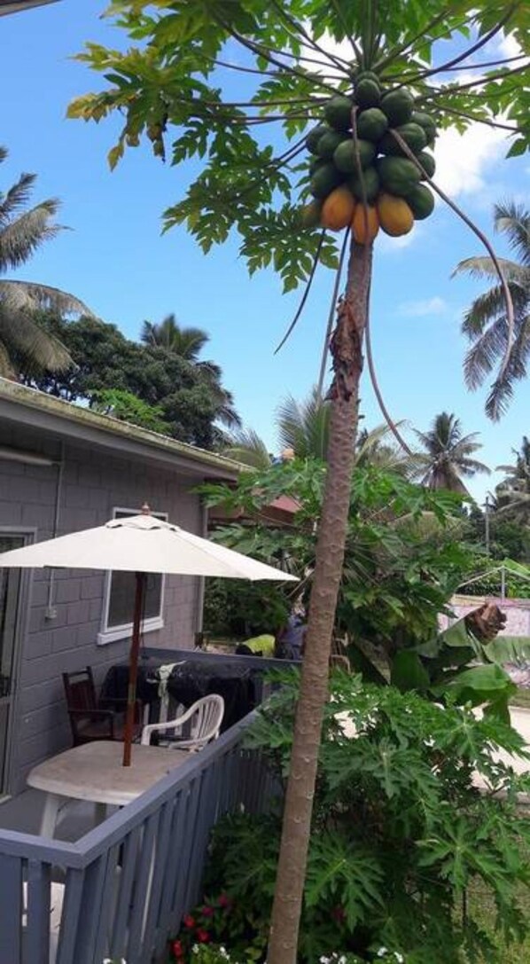 A residential area with a tall papaya tree, a patio with a table and chairs, and a house in the background.