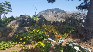 A natural landscape with a mountain in the background, rocky terrain, and various plants including yellow and white flowers. - Wind Jeju Cafe & Pension (Seogwipo)